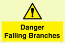 danger-falling-branches~